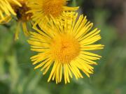 Inula britannica